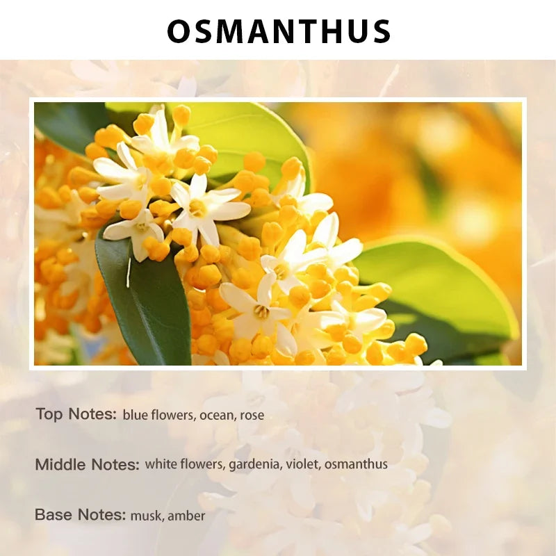 Hot Trend Vault Namaste Essential Oil for perfume making and aromatherapy, showcasing a clear glass bottle with golden cap.
